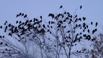 Pe ce vrea Primăria Capitalei să cheltuie 1.000.000 lei