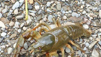 Doi români prinși când încercau să transporte ilegal raci în Italia