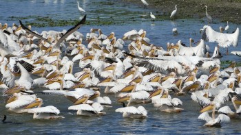 Specii rare de păsări pe care le poți vedea în Delta Dunării | FOTO