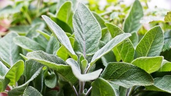 Pentru ce este indicat consumul de salvie