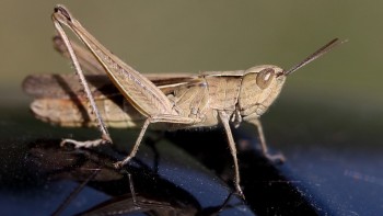 Ai mânca așa ceva Greierele a devenit aliment în Uniunea Europeană