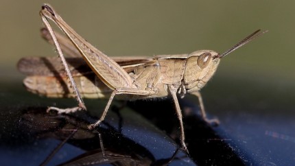 Ai mânca așa ceva Greierele a devenit aliment în Uniunea Europeană