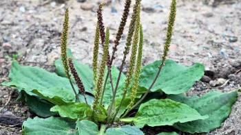 Planta minune care te protejează de răceală și astm. Este folosită din cele mai vechi timpuri pentru grăbirea vindecării rănilor