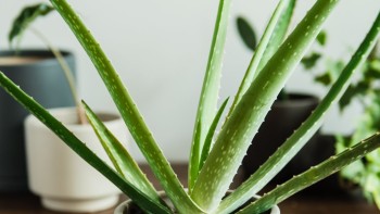 Plante pentru casă și grădină pe care e bine să le ai