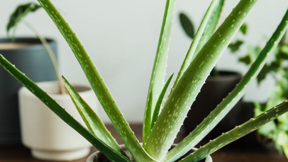 Plante pentru casă și grădină pe care e bine să le ai