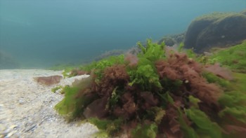 Vom mânca alge din Marea Neagră. Patru specii au fost declarate comestibile alte zece merg în industria farmaceutică