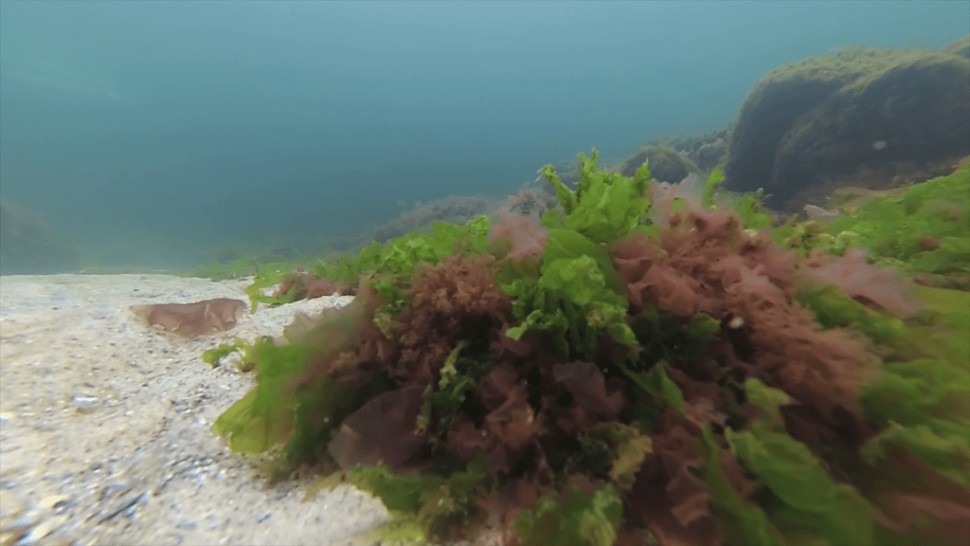 Vom mânca alge din Marea Neagră. Patru specii au fost declarate comestibile alte zece merg în industria farmaceutică