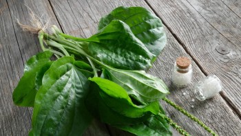 Beneficii ceai pătlagină. Cele mai importante de care trebuie să ținem cont