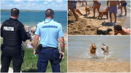 S-au schimbat condițiile în care poți merge cu câinii pe plajă. Se dau amenzi de până la 10.000 de lei