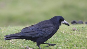 O soluție ingenioasă păsările păstrează curățenia în parcuri Ciorile au fost dresate să adune mucuri de țigări