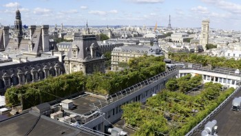 Au apărut fermele urbane care aduc produsul proaspăt mai aproape de consumator. Cum se face agricultură în oraș