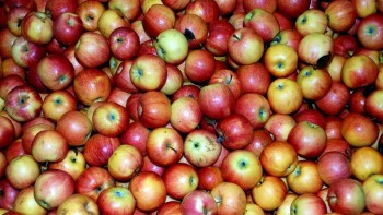 Avertisment al pomicultorilor români dispar merele de Voinești apreciate în toată țara