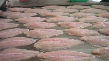 Acesta este cel mai toxic pește. Nu trebuie consumat sub nicio formă chiar dacă este ieftin