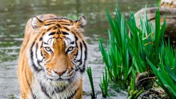 Azi începe noul an chinezesc. E Anul TIGRULUI DE APĂ cu schimbări mari și conflicte ciudate. Ce culori și bijuterii să purtați