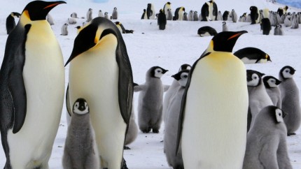 Animale care trăiesc la Polul Sud