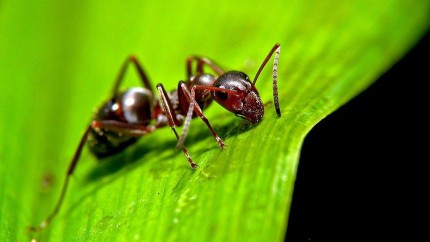 Curiozități despre insecte. Ce nu știai despre ele