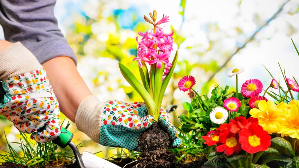 Flori care se plantează în luna martie