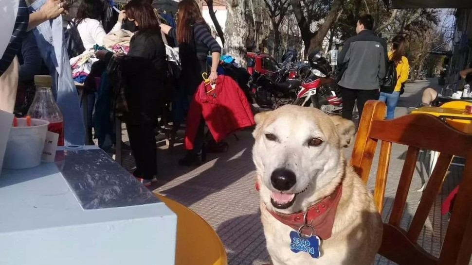 Cafeneaua în care un câine le ține companie oamenilor singuri. Lucrează acolo de patru ani