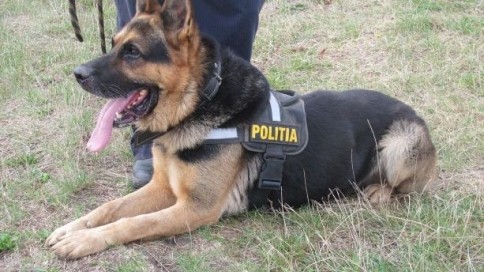 Povestea lui Rik câinele polițist ieșit la pensie în Buzău după 10 ani de activitate