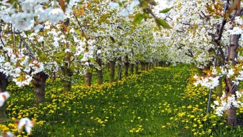 Când vine primăvară. Prognoza meteo pentru perioada următoare