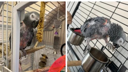 Povestea papagalului depresiv care a refuzat să mai vorbească după moartea stăpânului. Acum înjură și și-a schimbat limbajul VIDEO