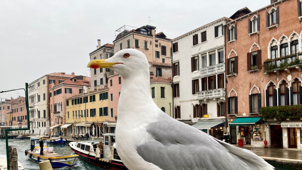 Oaspeții hotelurilor din Veneția primesc pistoale cu apă ca să se lupte cu pescărușii