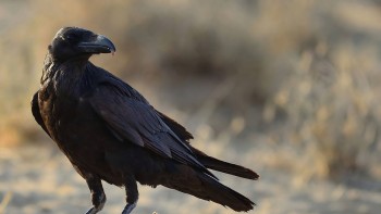 S-a aflat secretul inteligenței extraordinare a corbilor. Ce au concret în comun cu oamenii