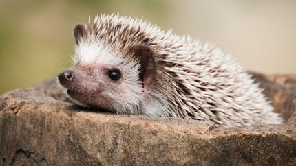 Curiozități despre animalele care hibernează. Tu știi care sunt