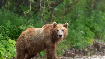 Curiozități despre animalele care trăiesc la munte