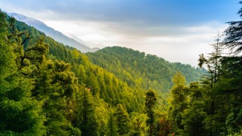 Curiozități despre pădurea de conifere. O întâlnim în zonele temperate și reci