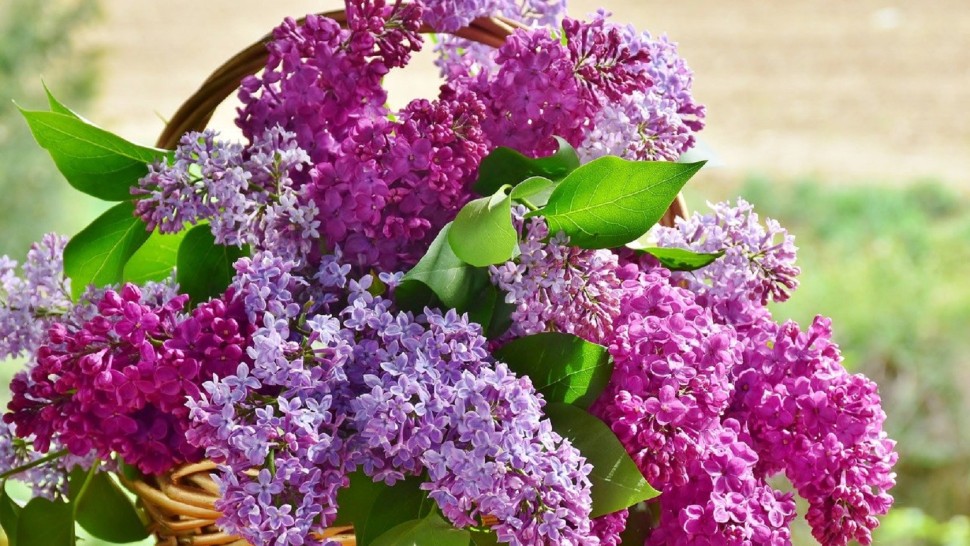 Ce poți face cu florile de liliac Proprietățile uimitoare ale unei plante pe care mulți o consideră doar decorativă