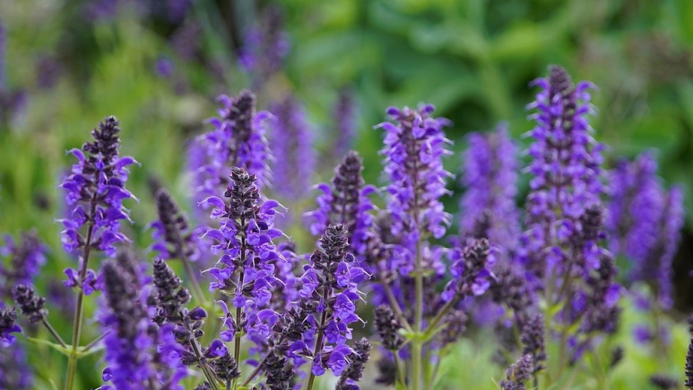 Plante și flori care rezistă secetei