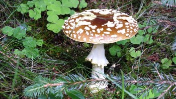 Ciupercile comunică între ele. Cercetătorii cred că pot folosi până la 50 de cuvinte