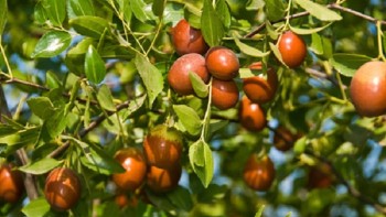 Vom avea curmale de Dăbuleni Ce au reușit specialiștii în cultura plantelor după patru ani de muncă