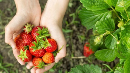 Fructe și legume pe care nutriționistul îți recomandă să le consumi în luna mai