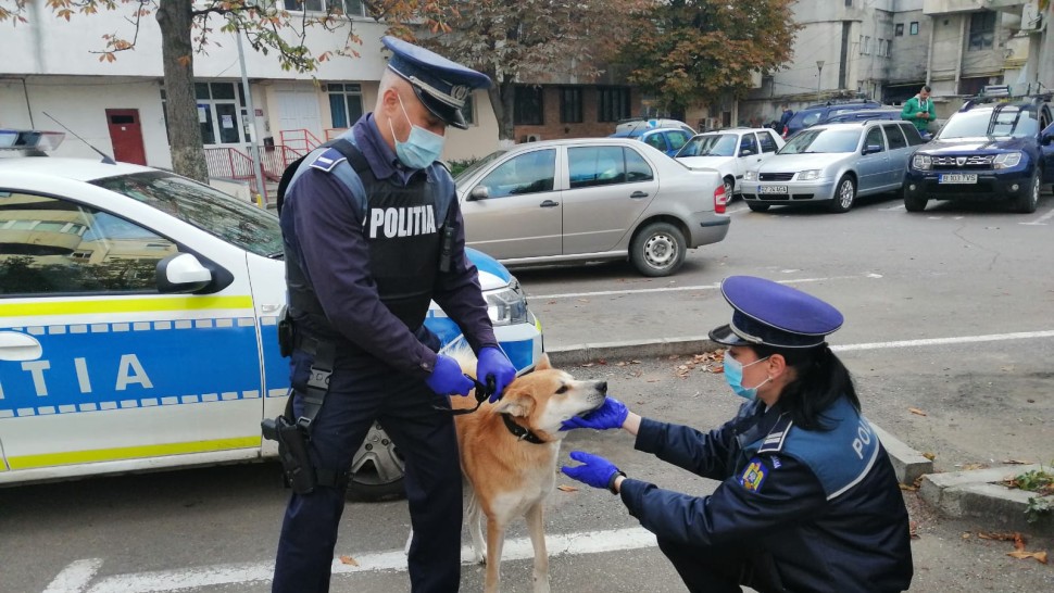 Noua legea privind protecția animalelor din România a fost modificată major. Sancțiuni grave pentru românii care chinuie animale