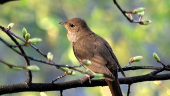 Totul despre privighetoare. Ce simbolizează ea