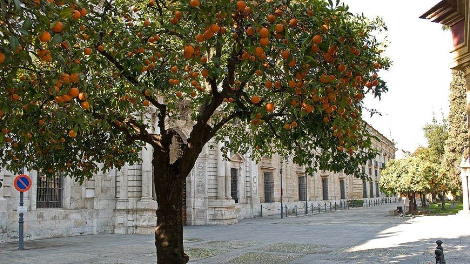 Beneficiile dulci ale fructelor amare. Orașul care folosește portocale pentru a produce energie cei 48.000 de portocali din Sevilla pot alimenta 70.000 de case