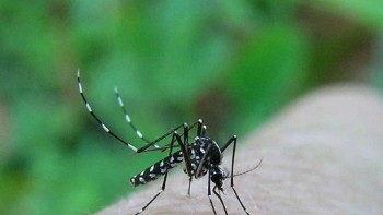 Cum au ajuns țânțarul-tigru și țânțarul asiatic de tufiș în România. Insectele pot tranmite viruși rari și periculoși