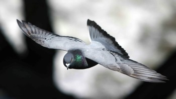 Curiozități despre porumbel. Se adaptează la aproape orice mediu