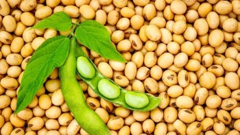 Produsul agricol la care România poate deveni LIDER EUROPEAN. Cultură cheie pentru noile tendințe în alimentație