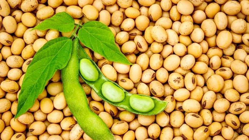 Produsul agricol la care România poate deveni LIDER EUROPEAN. Cultură cheie pentru noile tendințe în alimentație