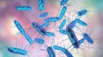 Zeci de alerte cu prezenţa Salmonella în alimente. O tulpină nu a impus restricţii carnea fiind dată în consum
