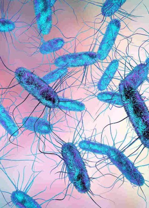 Zeci de alerte cu prezenţa Salmonella în alimente. O tulpină nu a impus restricţii carnea fiind dată în consum