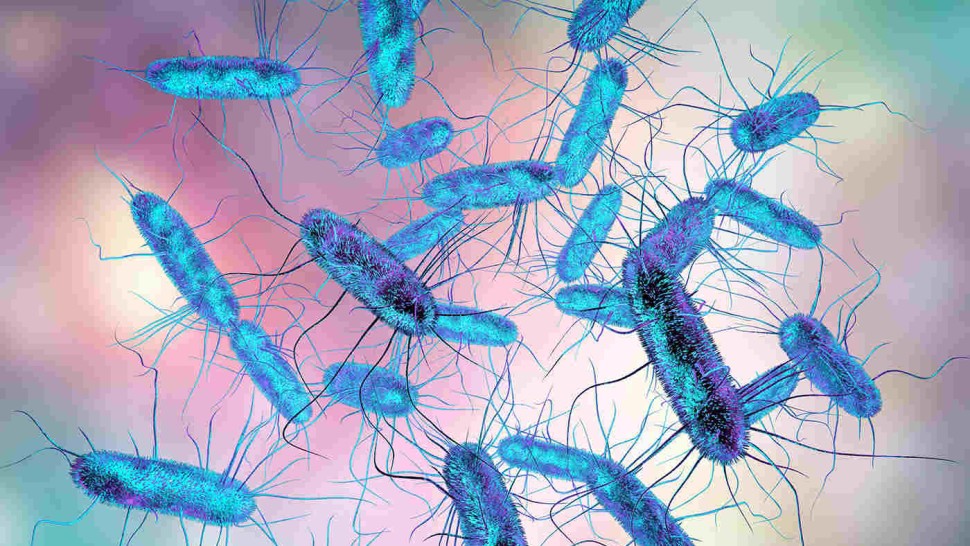 Top 5 cauze ale apariției unei infectări cu Salmonella