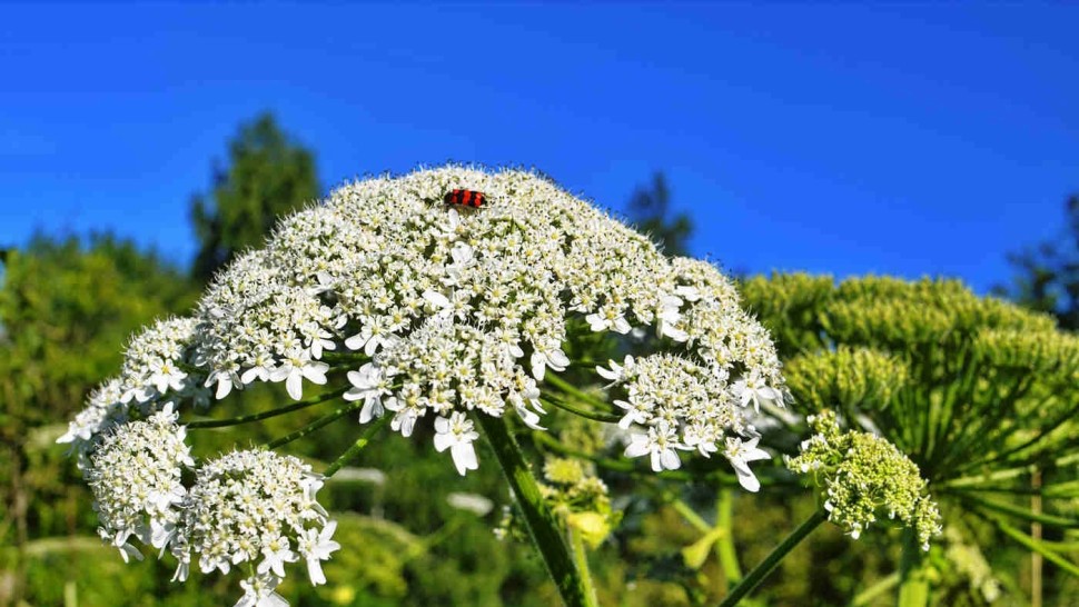 Brânca ursului. Tu știi care sunt beneficiile neștiute