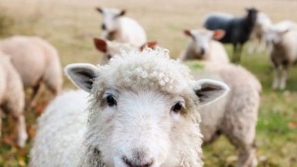 Curiozități despre animalele domestice. Tu le cunoști