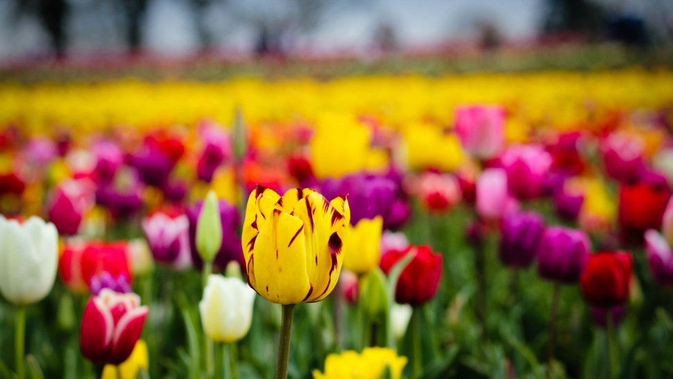 Curiozități despre flori și plante. Ne pot face viața mai frumoasă