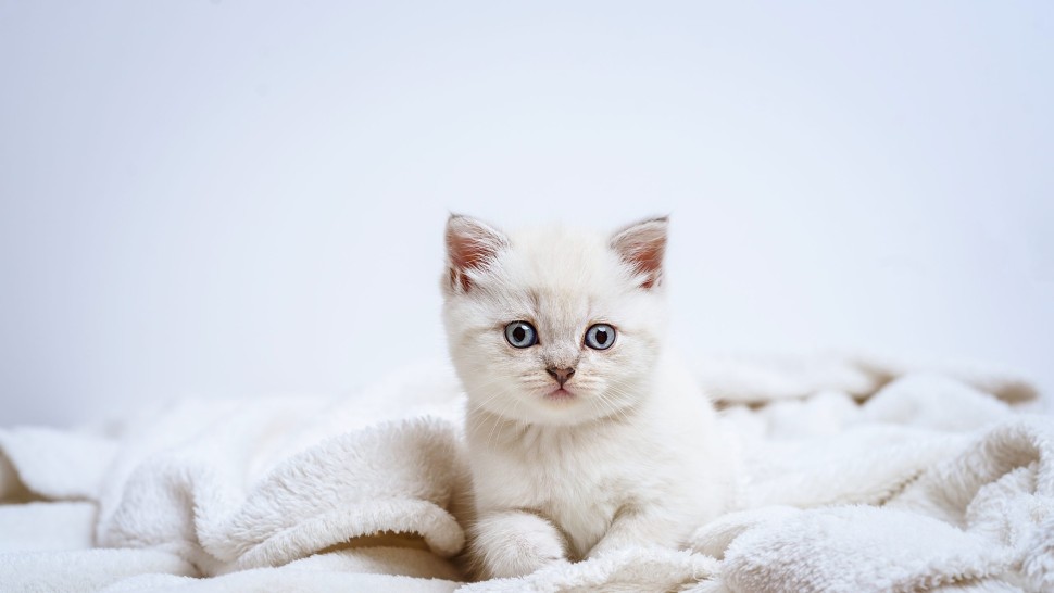 Curiozități despre pisici. Acestea nu simt gustul dulce