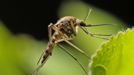 Cum scapi de țânțari. Metode naturale prin care să alungi enervantele zburătoare